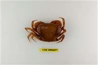 藏品(黃灰澤蟹)的圖片